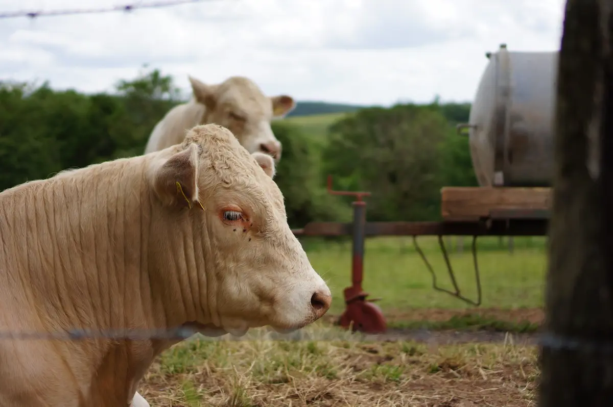 Examen-test y cuadernillo de respuestas. Primer ejercicio veterinarios 2022